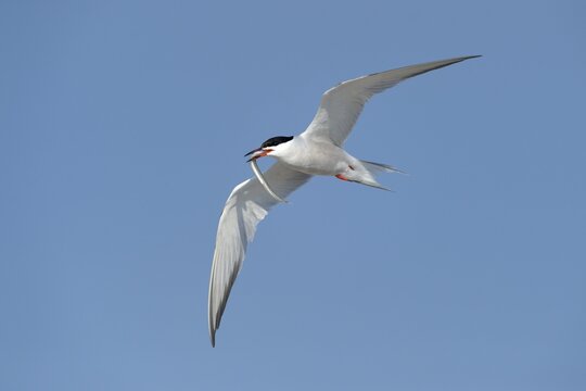 Common Tern (Sterna hirundo) in flight with fish in its beak, Wagejot Nature Reserve, Texel, West Frisian Islands, province of North Holland, Netherlands