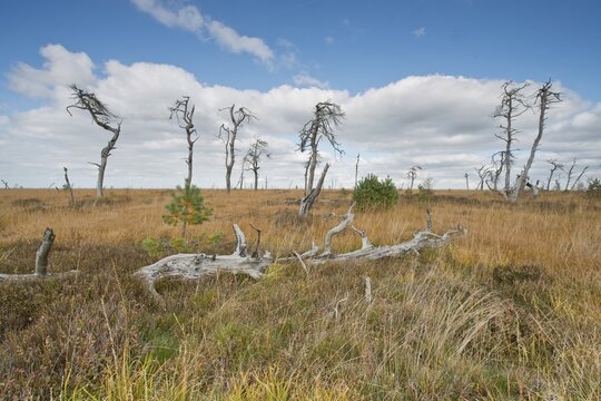 Dead scots pine (Pinus sylvestris) in the moor, High Fens, Belgium