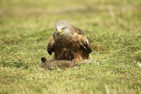Red kite (Milvus milvus) adult bird on dead young fox (Vulpes vulpes) on freshly mown meadow, Allg&auml;u, Bavaria, Germany, Allg&auml;u, Bavaria, Germany