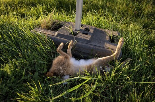 Wild animal accident, hare, hare, dead, run over, lies in ditch, Stuttgart, Baden-W&uuml;rttemberg, Germany