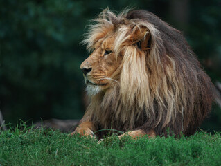 Katanga Lion © svobodacontributor