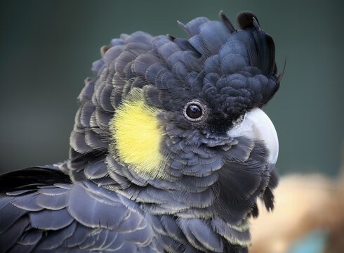 Yellow-tailed black cockatoo (Calyptorhynchus funereus), adult, animal portrait, Kangaroo Island, South Australia, Australia