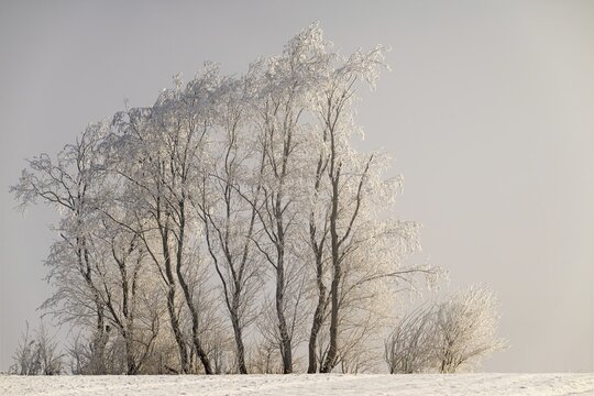 Winter landscape with bushes and trees covered in hoarfrost, Zillertal, Tyrol, Austria