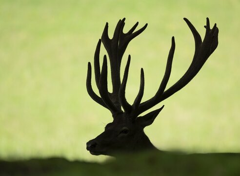 Red deer (Cervus elaphus) lying in a meadow, antlers and head, captive, Bavaria, Germany