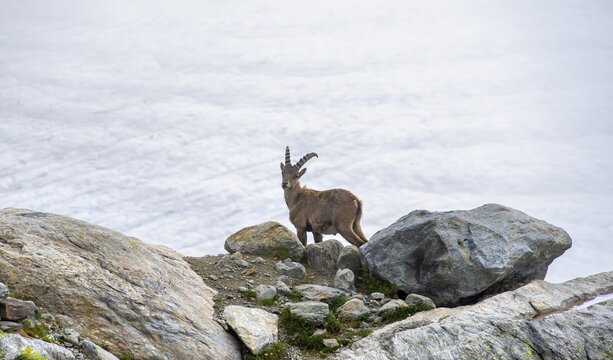 Alpine ibex (Capra ibex) male, in front of glacier, Bernese Alps, Bernese Oberland, Switzerland