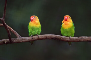 Obraz premium Fischer's lovebird