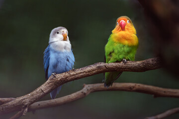Obraz premium Fischer's lovebird