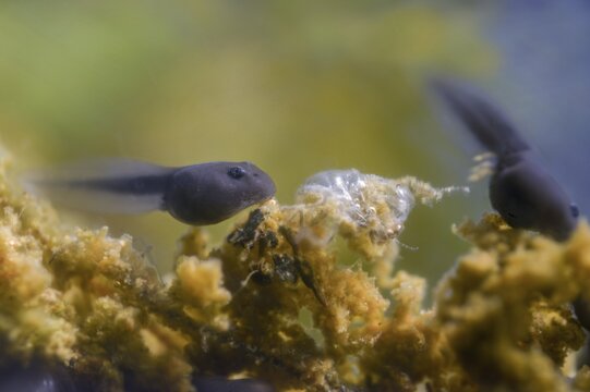 70 days old, bufo calamita, epidalea calamita, toad, natterjack toad, amphibians, amphibians, tadpole, larva, amphibians, larva, amphibians, tadpole