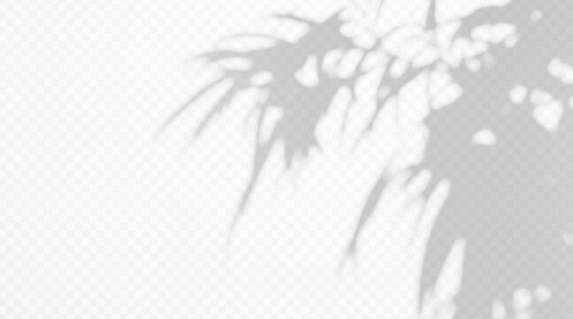 Gobo shadow overlay leafy tree branch with blurred foliage on a transparent background. Abstract botanical silhouette with delicate gray tones