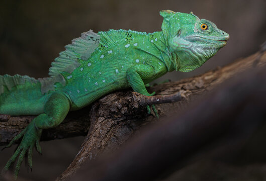 Plumed basilisk