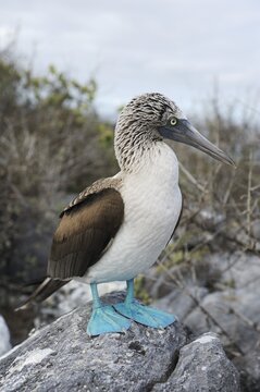 Blue-footed Booby (Sula nebouxii), Espanola Island, Galapagos, Ecuador, South America