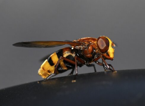 Hornet hoverfly, also hornet mimic hoverfly (Volucella zonaria) or girdle hoverfly, Stuttgart, Baden-W&uuml;rttemberg, Germany