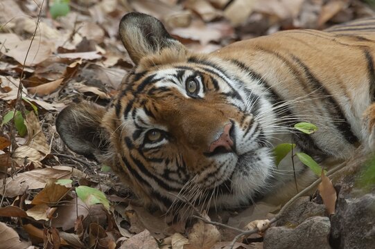Bengal tiger (Panthera tigris tigris) adult resting in a forest, Bandhavgarh, Madhya Pradesh, India