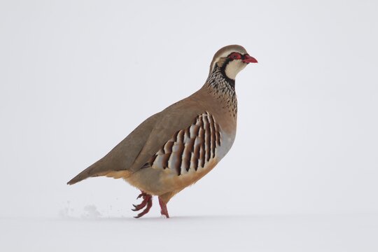Red legged or French partridge (Alectoris rufa) adult bird in a snow covered farmland field in winter, England, United Kingdom