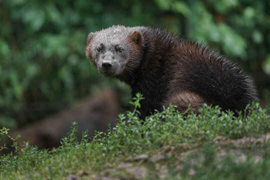 Wolverine
