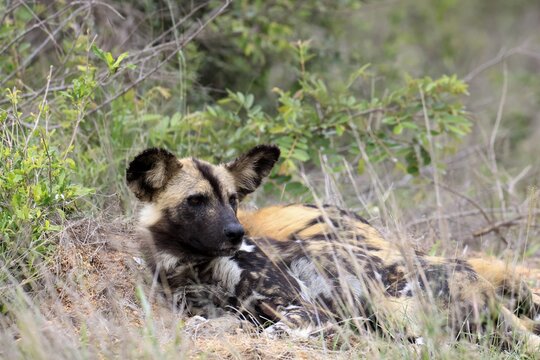 African wild dog (Lycaon pictus), adult, alert, lying down, portrait, Kruger National Park, South Africa
