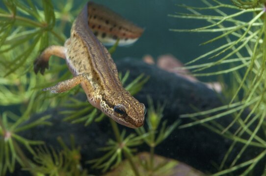 Threaded newt, Lissotriton helveticus, palmate newt, Triturus helveticus, amphibians, amphibians, caudata, amphibians, males, newts, newts, tailed amphibians, water newts
