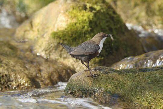White breasted dipper (Cinclus cinclus) Old bird with stream fleas (Gammarus fossarum) in mountain stream, Allg&auml;u, Bavaria, Germany