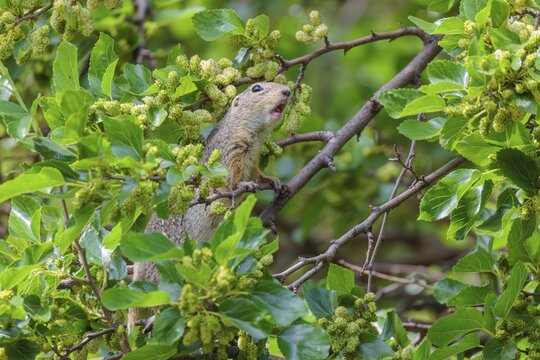 A fully grown ground squirrel (Spermophilus citellus) climbs a black mulberry tree (Morus nigra) (a rare sight) to reach the flowers. Austria