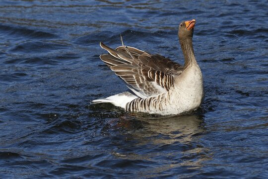 Greylag goose (Anser anser) excited gander straightens up and splashes with water, Schleswig-Holstein, Germany