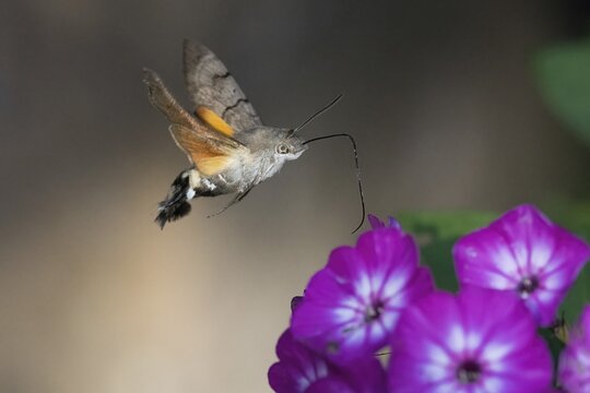 A hummingbird hawk-moth (Macroglossum stellatarum) hovers above bright purple flowers (phlox), focused and majestic in the air, Hesse, Germany
