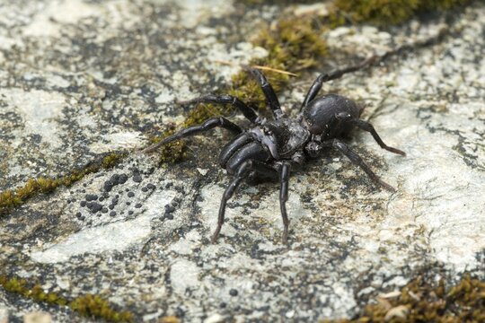 Atypus affinis, common wallpapering spider, mygalomorphae, purseweb spider, tarantula spider, spiders