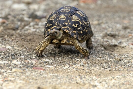 Leopard tortoise (Testudo pardalis), adult, walking, foraging, Kruger National Park, South Africa