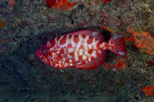 Glass-eyed grouper (Heteropriacanthus cruentatus) with a red and white pattern on a reef, Pasito Blanco Reef dive site, Arguinegu&iacute;n, Gran Canaria, Spain, Atlantic Ocean