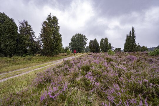Hiker on a path through purple flowering heath, heather and juniper bushes, L&uuml;neburg Heath nature reserve, Lower Saxony, Germany