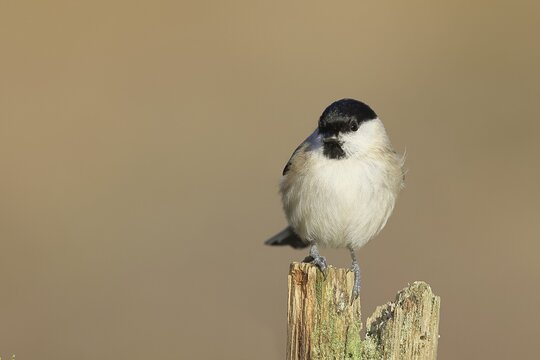 Marsh tit (Parus palustris) sitting on a tree stump, Wilnsdorf, North Rhine-Westphalia, Germany