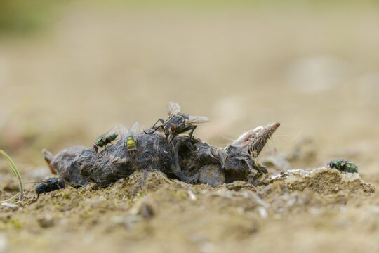 Brachycera, calliphoridae, meat fly spec., meat flies, goldfly, Lucilia spec., sarcophagidae, sarcophagidae spec., blowflies, carrion, diptera, insects, carcass, shrew, dead, two-winged
