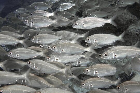 Dense shoal of silver fish, armpit bream (Pagellus acarne), swimming underwater. Dive site Bufadero, Palm Mar, Tenerife, Canary Islands, Spain