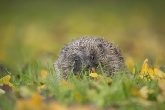 European hedgehog (Erinaceus europaeus) adult walking on fallen Autumn leaves, Suffolk, England, United Kingdom