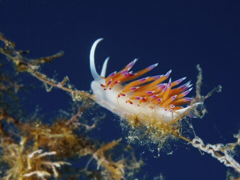 Colourful nudibranch, migratory thread snail (Cratena peregrina), in front of blue background, dive site peninsula Giens, Mediterranean Sea, Porquerolles, Provence, C&ocirc;te d'Azur, France