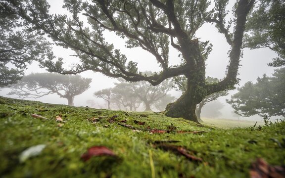 Laurel trees overgrown with moss and plants in the mist, Old laurel forest, stinkwood (Ocotea foetens), Laurisilva, UNESCO World Heritage Site, Fanal, Madeira, Portugal