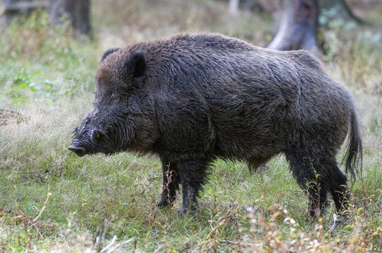 Artiodactyla, even-toed ungulate, cloven-hoofed, wild boar, wild boar, boar, boar, mammals, wallow, mammals