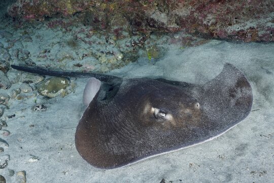 A stingray, the round stingray (Taeniura grabata), lies quietly on a sandy seabed underwater at the Pasito Blanco Reef dive site, Arguinegu&iacute;n, Gran Canaria, Spain, Atlantic Ocean