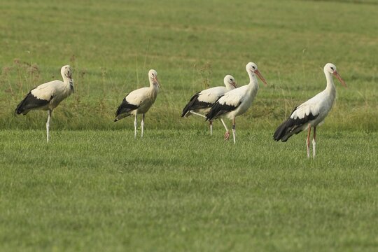 White stork (Ciconia ciconia) &ndash; a small flock in a meadow, one with an identification ring on its leg, Allg&auml;u, Bavaria, Germany