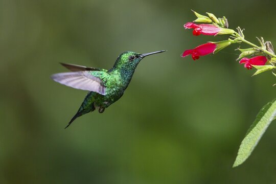 Blue-tailed emerald (Chlorostilbon mellisugus) with red flower, flying, rainforest, cloud forest, northwestern Ecuador, Ecuador