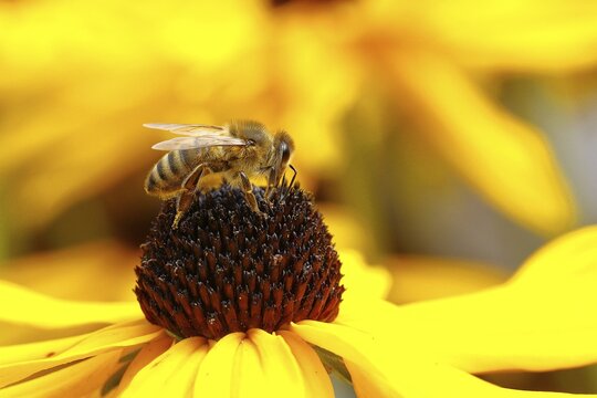 European honey bee (Apis mellifera), collecting nectar from a flower of yellow coneflower (Echinacea paradoxa), Wilden, North Rhine-Westphalia, Germany