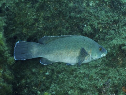 Large blue-grey Grey Wrasse (Labrus merula) calmly hovering over a rock covered with algae, dive site Giens Peninsula, Mediterranean Sea, Porquerolles, Provence, C&ocirc;te d'Azur, France