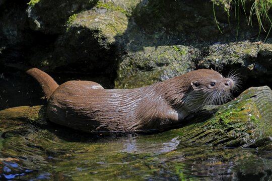 European otter (Lutra lutra), adult, at the water, alert, Germany