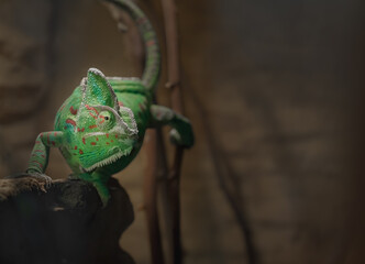 Panther chameleon © svobodacontributor