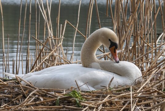 Cygnus olor, mute swan, anatidae, birds, breed, brood, duckbirds, female, mute swan, swans, swan, swans, birds, waterbirds, waterbirds, female
