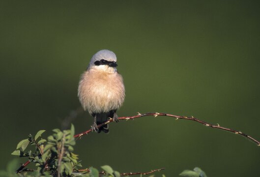 Lanius Collurio, red-backed shrike, redback shrike, birds, male, passeri, songbirds, songbirds, birds, shrikes