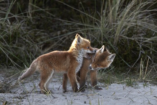 The red fox pups (Vulpes vulpes) are still very active, when the sun has set they will gather at the entrance to the den and sleep together, raising pups, animal children, cute, playful, courtship, May, Denmark