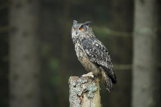 Eurasian eagle-owl (Bubo bubo), sitting on a tree, Czech Republic