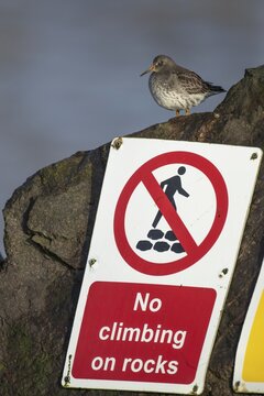 Purple sandpiper (Calidris maritima) adult wading bird in winter plumage perched on a seaside rock above a warning sign, Suffolk, England, United Kingdom