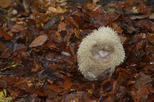 European Hedgehog (Erinaceus europaeus) albino, adult sleeping on fallen autumn leaves, Suffolk, England, United Kingdom