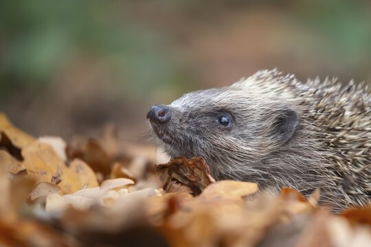 European hedgehog (Erinaceus europaeus) adult animal amongst fallen autumn leaves, Suffolk, England, United Kingdom